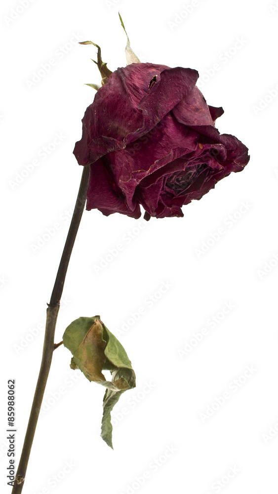 vertrocknete Rose Stock Photo | Adobe Stock