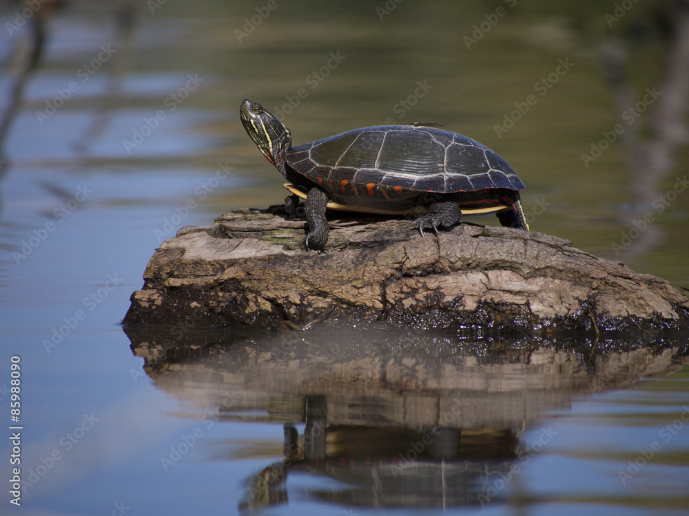 Obraz premium Turtle sunbathing on a rock