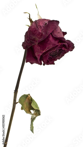Konstfotografi vertrocknete Rose