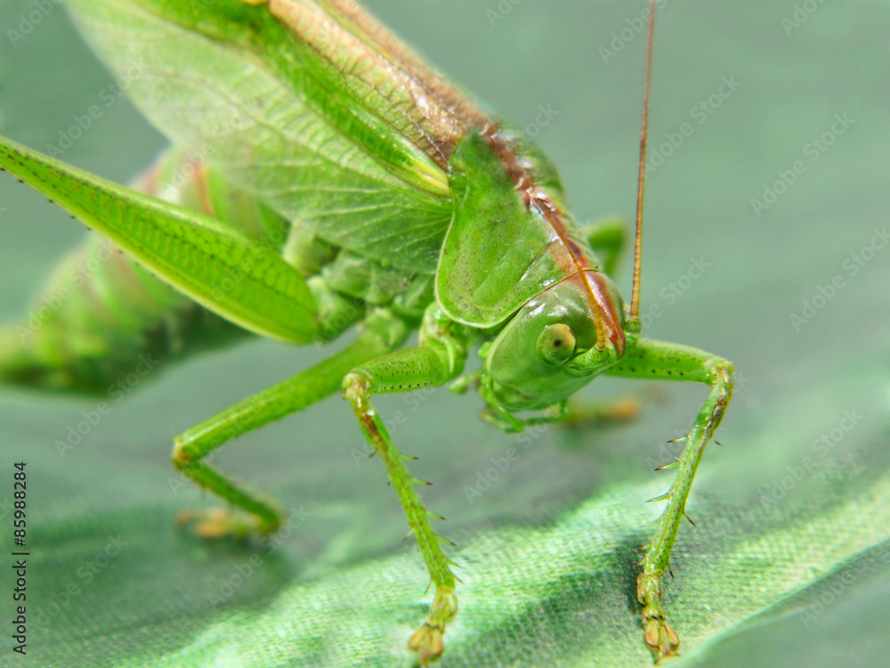 Fototapeta premium Green locust taken closeup.