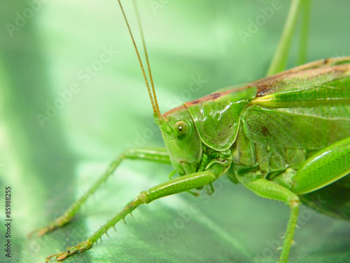 Green Locust. © zurbagan