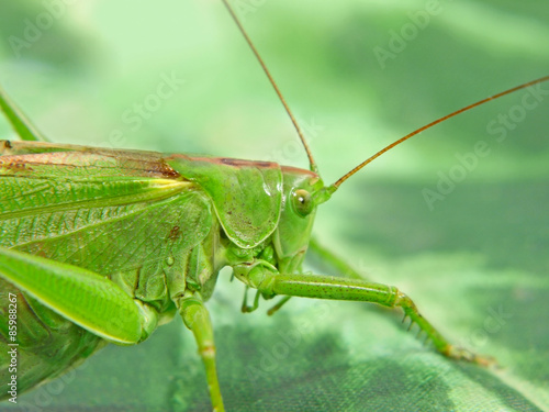 Locust taken closeup.