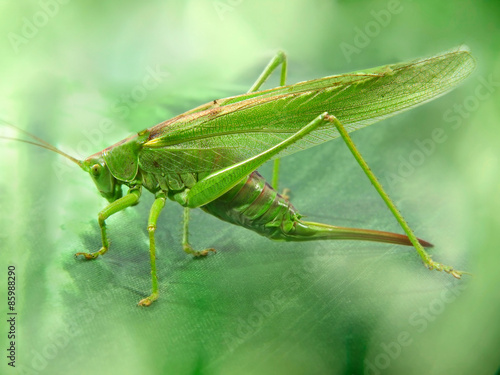 Big green locust taken closeup. © zurbagan