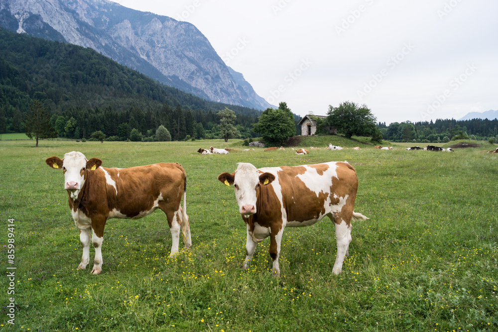 Zwei Kühe Zwei Kühe