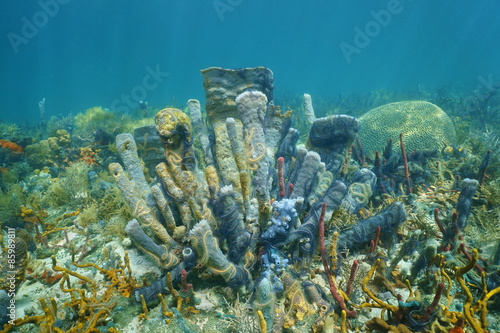 Coral reef underwater with branching vase sponge