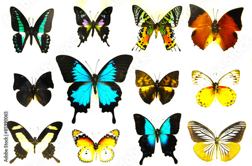 renkli kelebekler photo