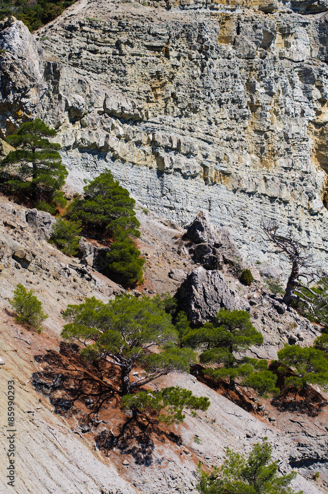 Pine-tree on the rock