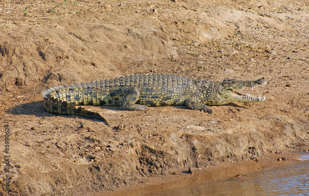 Fototapeta premium crocodile in Botswana