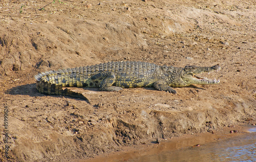 crocodile in Botswana