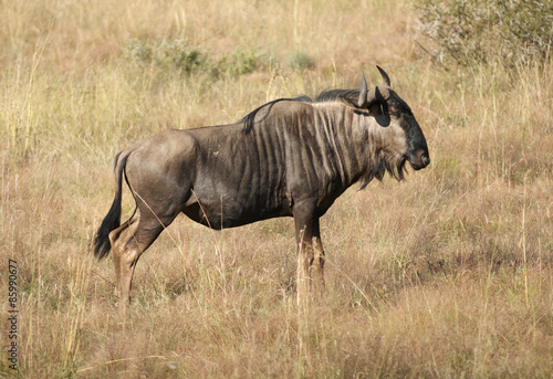 wildebeest in Botswana