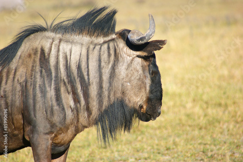 wildebeest in Botswana