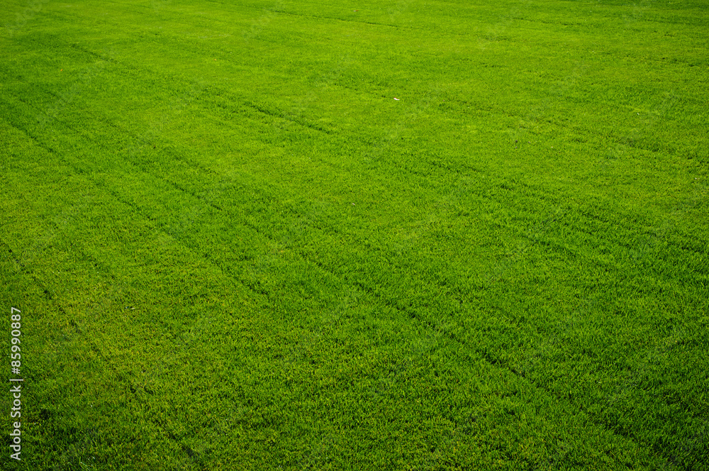 Green grass texture Green grass texture
