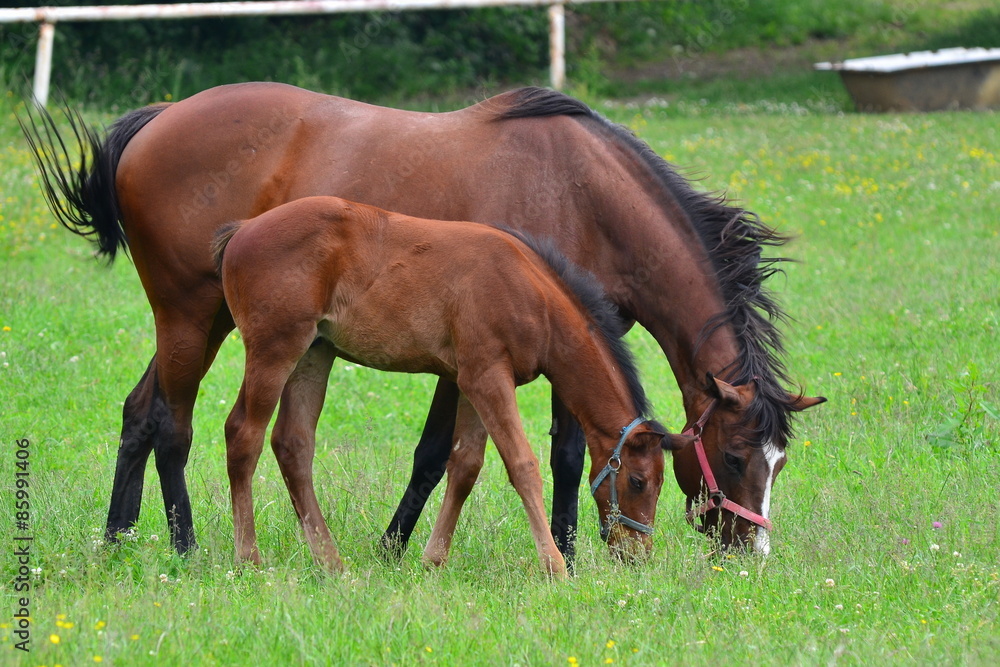 Fototapeta premium Brown Horse with its foal