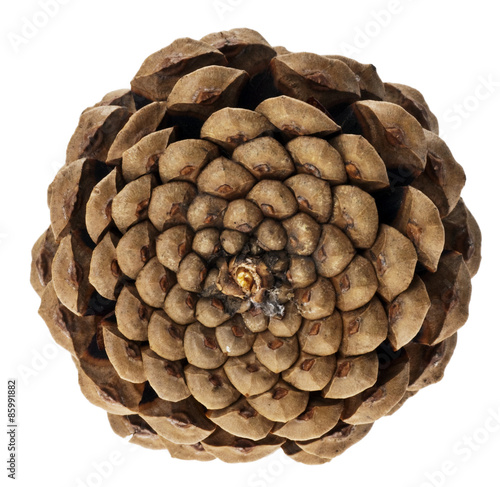 Spiralenaufbau eines Zapfen (Fibonacci-Spiralen)
