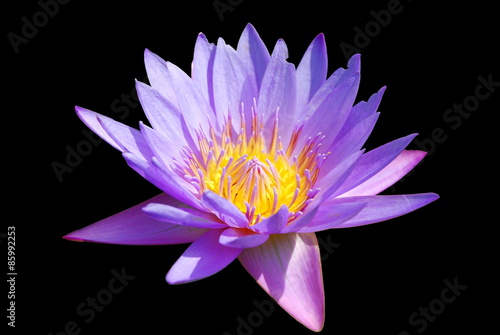 Fototapeta Naklejka Na Ścianę i Meble -  Lotus Flower