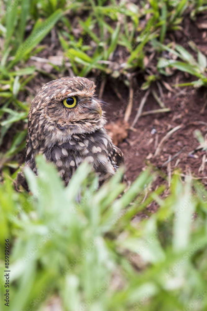 Owl close-up face side view - coruja buraqueira Owl close-up face side view - coruja buraqueira