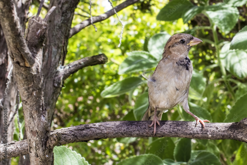 Wild Sparrow Brazilian Garden
