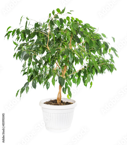 Tableau sur toile Ficus benjamina  isolated on white background.