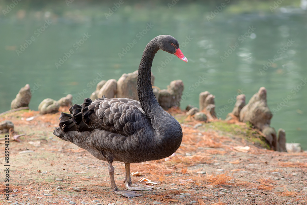Obraz premium black swan on the coast