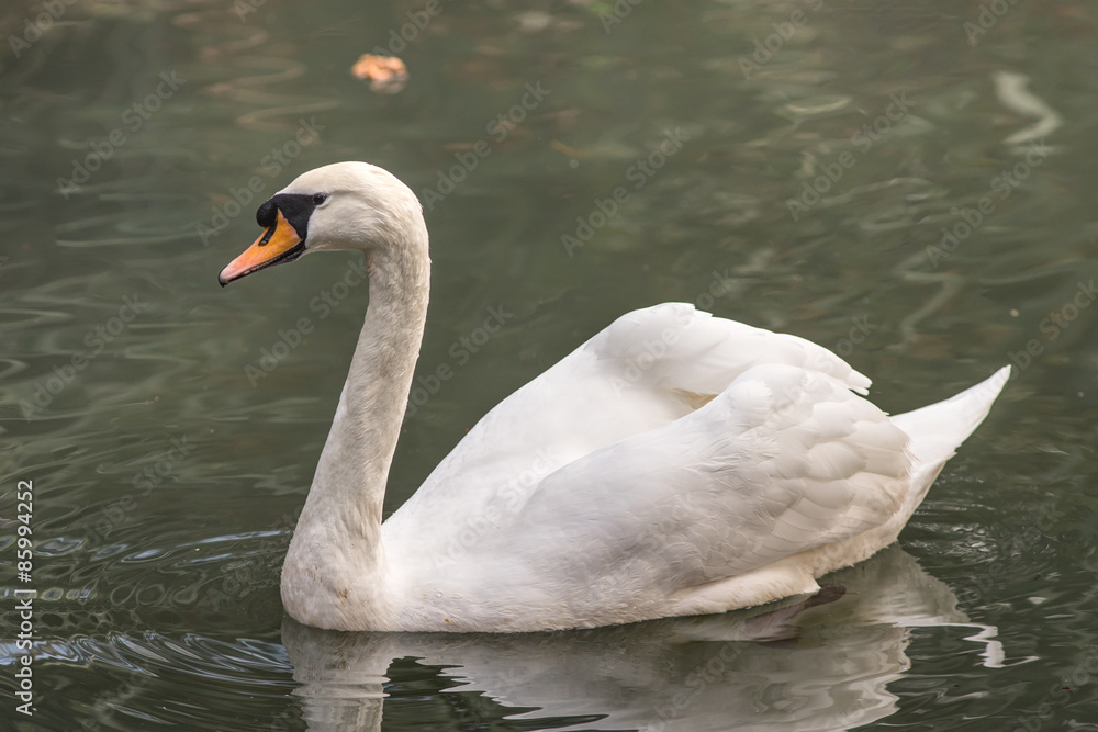 Fototapeta premium Portrait of a white swan