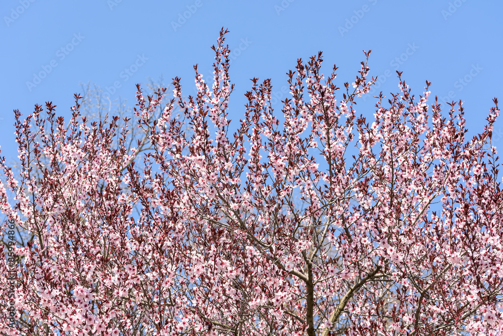 Pink Sakura Cherry Tree Flowers In Spring Pink Sakura Cherry Tree Flowers In Spring