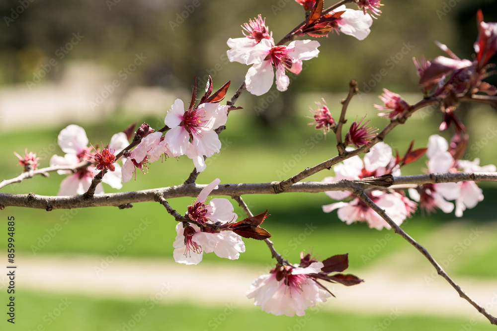 Pink Sakura Cherry Tree Flowers In Spring