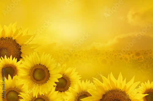 Fototapeta Naklejka Na Ścianę i Meble -  Sunflowers Background