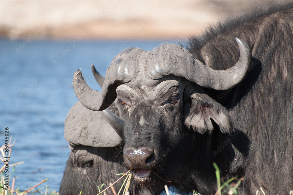 Naklejka premium Buffalo Grazing on Sidudu Island