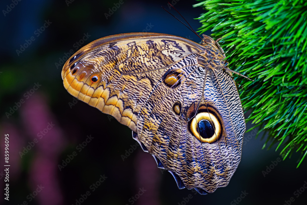 Butterfly World