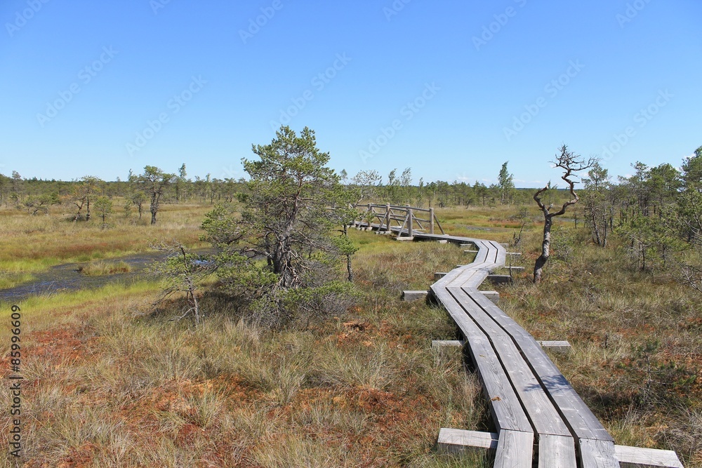 Swamp at Kemeri National Park, Latvia