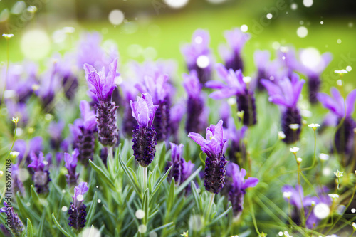Fototapeta Naklejka Na Ścianę i Meble -  Lavedelblüten