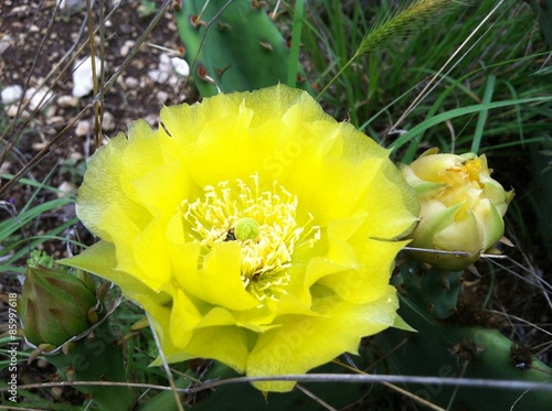 Prickly Pear cactus flower