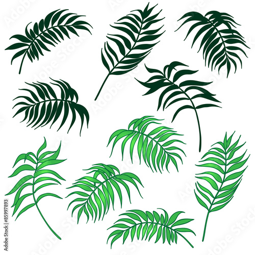 Palm leaves set