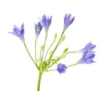 Brodiaea Flower