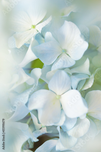 blue hydrangea flower with color effect and solf light