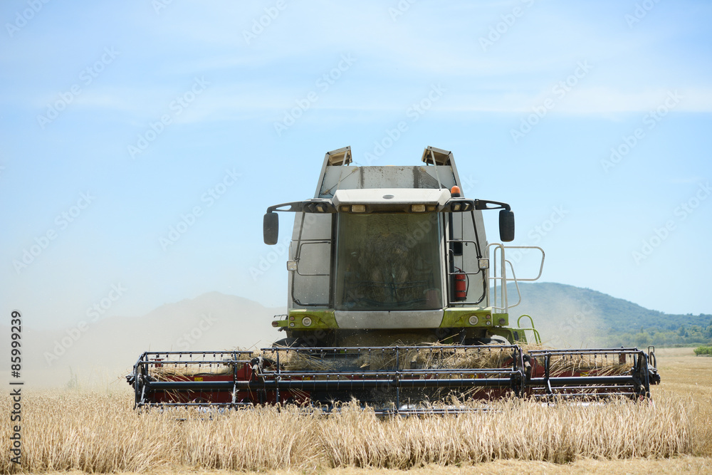 Fototapeta premium combine harvester agriculture machine harvesting golden ripe wheat field