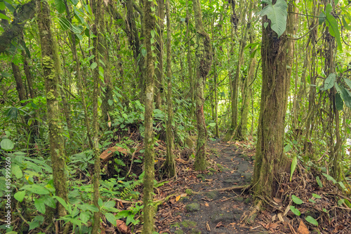 Dense vegetation in rainforest of Costa Rica