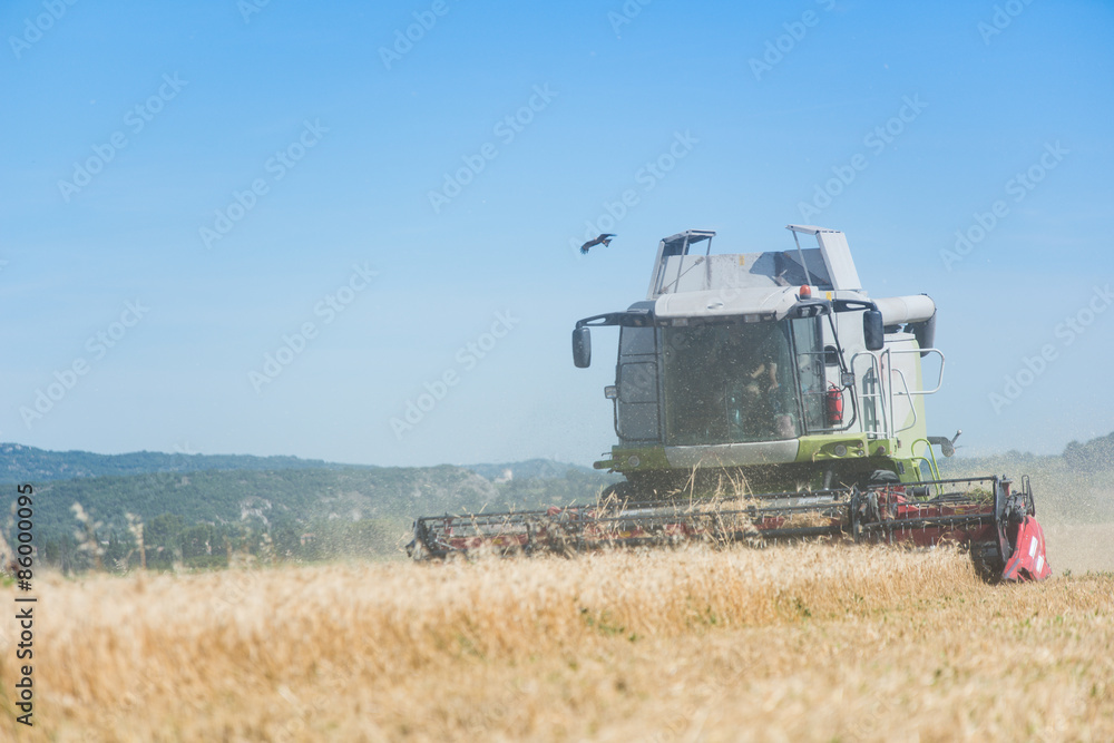 Fototapeta premium combine harvester agriculture machine harvesting golden ripe wheat field