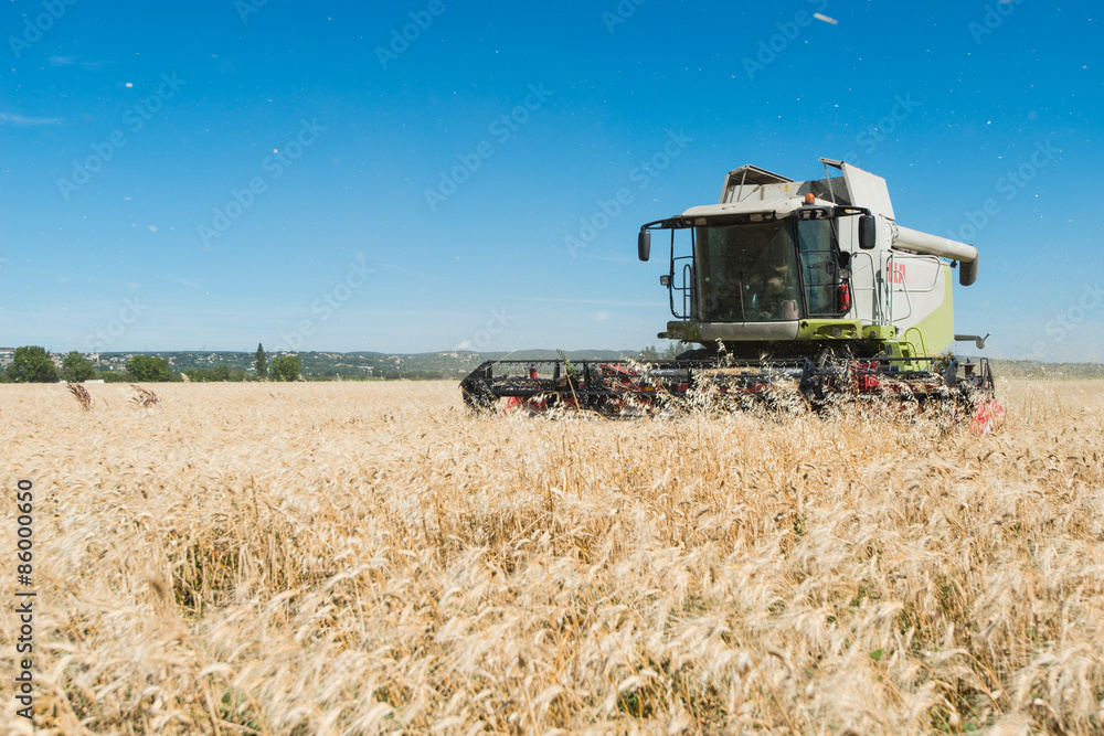 Fototapeta premium combine harvester agriculture machine harvesting golden ripe wheat field