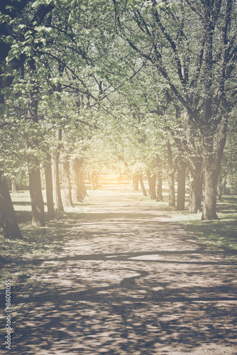 Trees in a Row along a Pathway