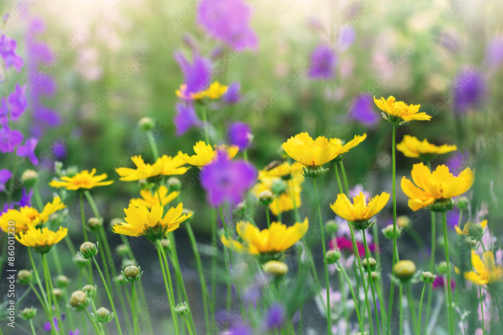 Fototapeta premium cute soft yellow flowers, blooming in a garden