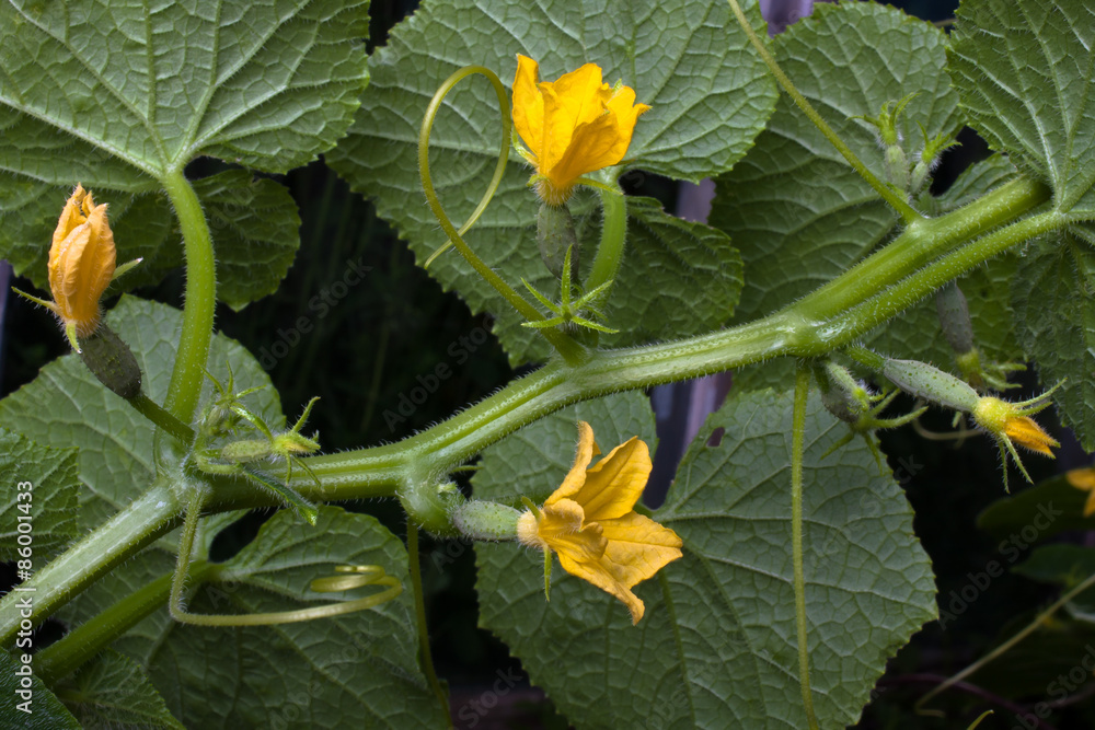 cucumber with flowers and leaf