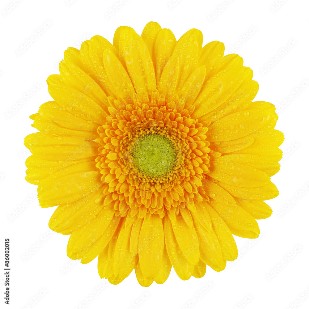 Yellow Gerbera Yellow Gerbera