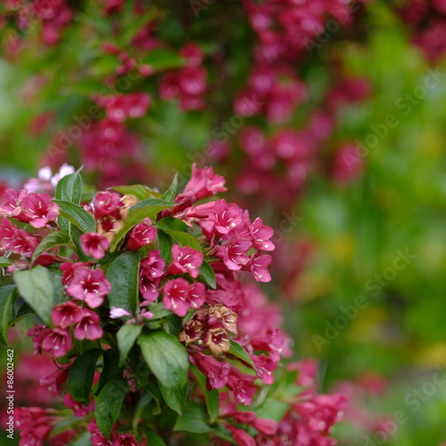 focus on red beauty