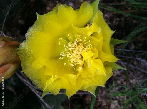 Prickly Pear cactus blossom