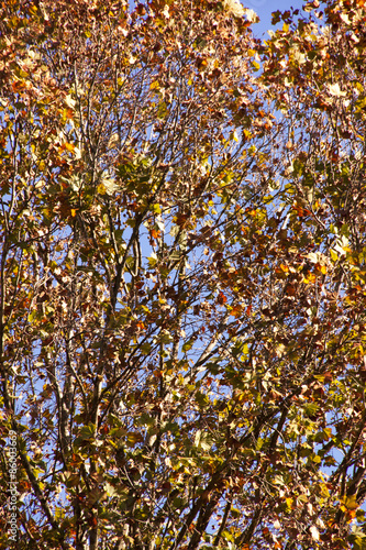 Dry Autumn Leaves on Tree Against Blue Sky