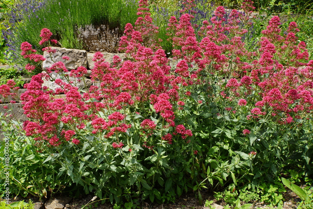 Rote Spornblume (Centranthus ruber)