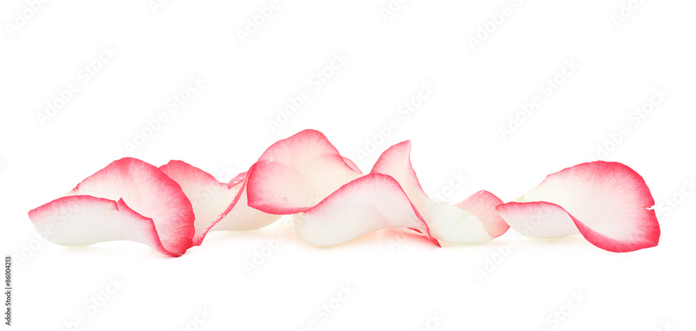 Fototapeta premium Pink Rose Petals