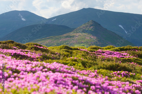 Mountain landscape with flowering rhododendron