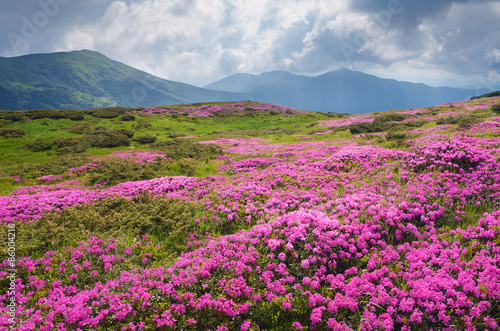 Large field of pink flowers in the mountains